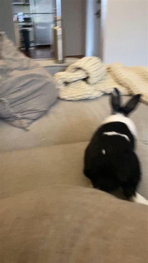 That's no ordinary rabbit : r/MontyPythonMemes