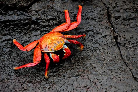Premium Photo | Sally lightfoot galapagos island crabs