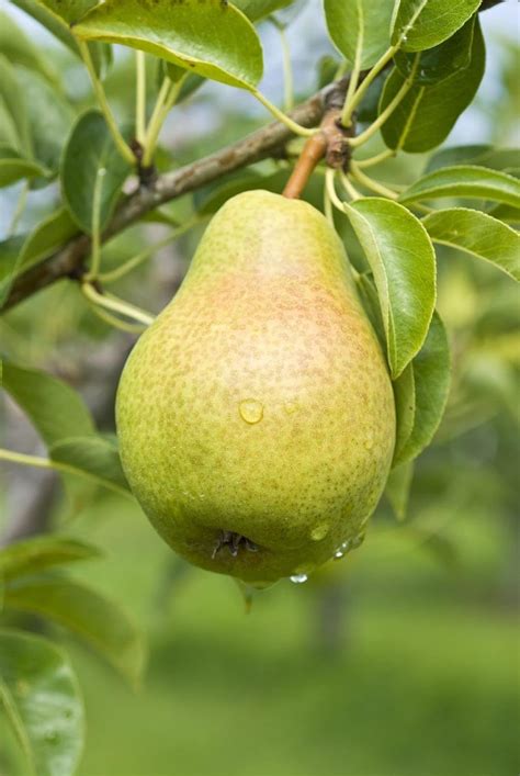 Babugosha Pear Fruit Nashpati Plant Live Grafted Original Variety ...