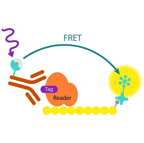 HTRF EPIgeneous Binding Domain B Detection Kit, 500 Assay Points | Revvity