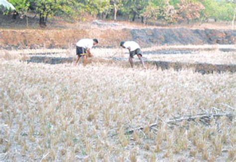Farmers clear their field after their crops withered away due to water ...