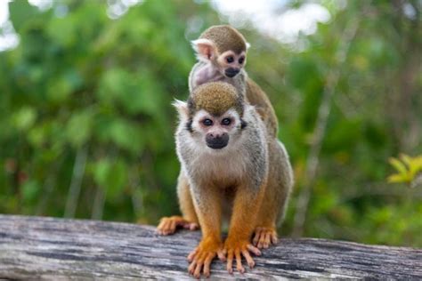 Punta Cana Monkeyland Tour - Hellotickets