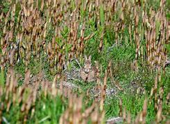 Image result for Rabbit Drinking Wine