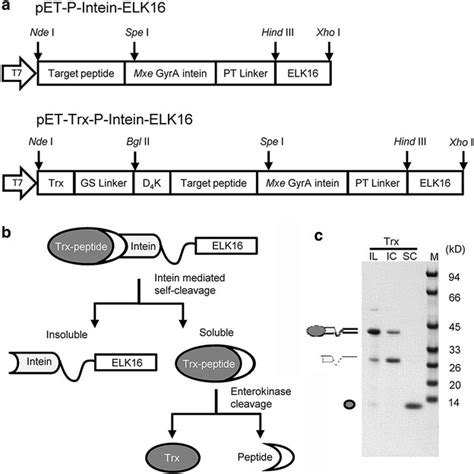 Construction of Expression Vector 的图像结果