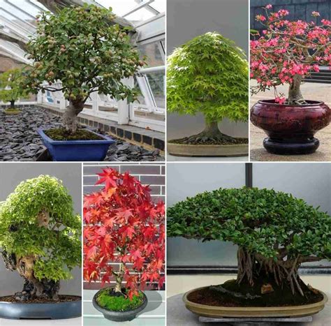 Types Of Indoor Bonsai Plants at Kirsten Nord blog