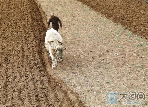 插秧的农民伯伯们高清图片下载-正版图片500445259-摄图网