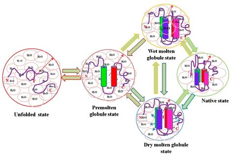 Insights into Fluctuations of Structure of Proteins: Significance of ...