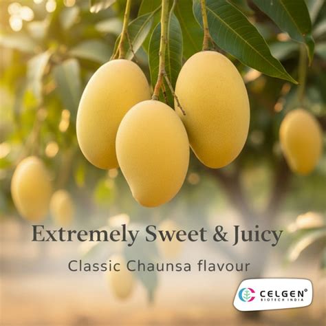 Mango Grafting Plants | Arunika | Ambika | CELGEN Biotech