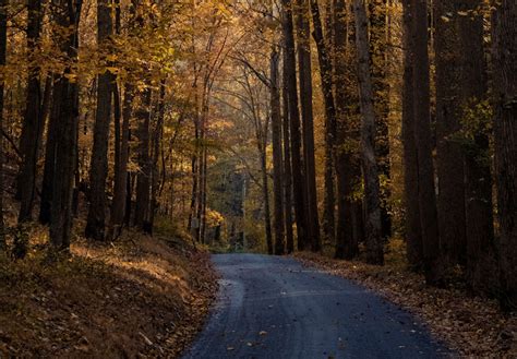 Image result for How to Make Tree Using HTML and CSS