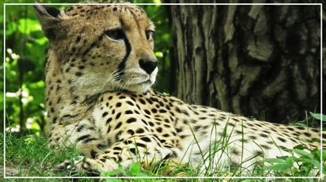 Image result for How to Connect Machine Learning Model to Apps