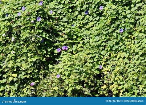 Blue Morning Glory or Convolvulaceae Plants and Flowers, Santa ...
