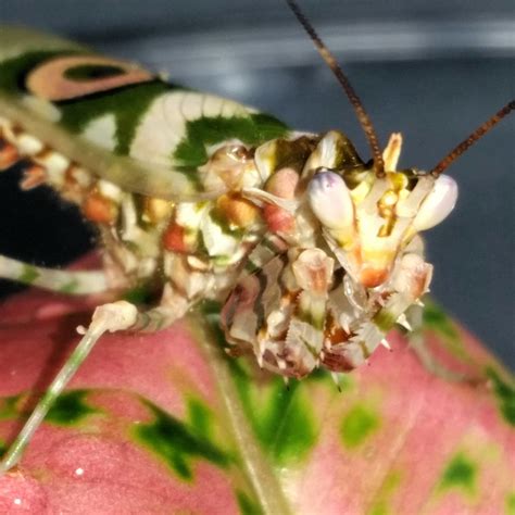 Spiny Flower Mantis (P. wahlbergii) for sale at PanTerra Pets