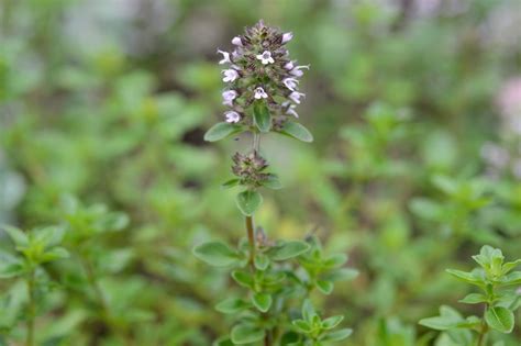 Is Thyme Ground Cover Toxic To Dogs