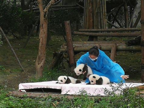 去四川成都的「成都大熊猫繁育研究基地」有哪些实用的攻略和好的建议？ - 知乎