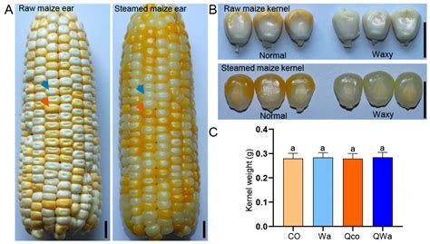 Effects of Steaming on Fresh Edible Kernels of Waxy and Normal Maize Determined by Metabolomic ...