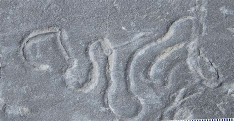 Complex animals living millions of years before the Cambrian Explosion ...