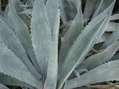 Agave americana: Planta resistente perfecta para xerojardines y paisajismo