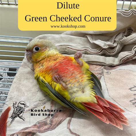 Pineapple Conures: Why They Make a Perfect Pet Bird