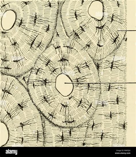 Bone Under Microscope Labeled
