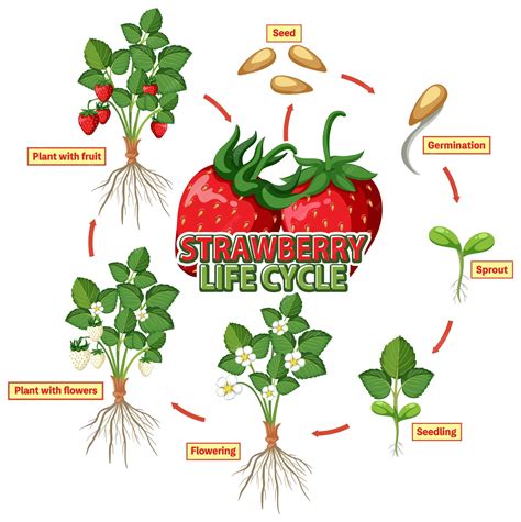 Strawberries Life Cycle at Victoria Dearth blog