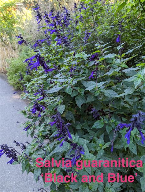Salvia guaranitica 'Black and Blue' – Heron's Head Nursery