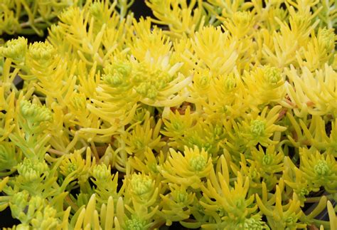 Sedum Lemon Ball 2 Litre - Stewarts Garden Centre