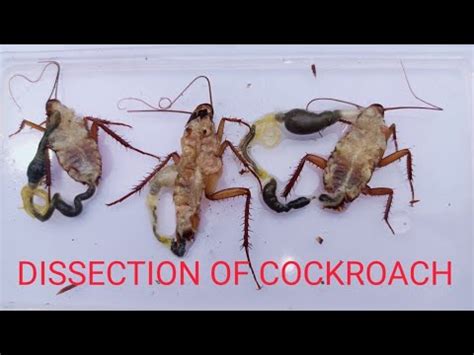 How to Dissect a Cockroach 的图像结果
