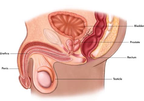 Image result for Normal Prostate Levels