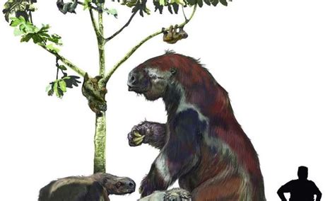 Image result for Sloth Family Tree