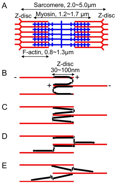 Structure and Function of Filamin C in the Muscle Z-Disc