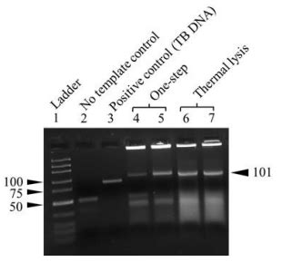 Method for Amplifying Nucleic Acid from a Target | IITBombay