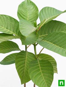Buy Kadam Tree, Kadamb - Plant online from Nurserylive at lowest price.