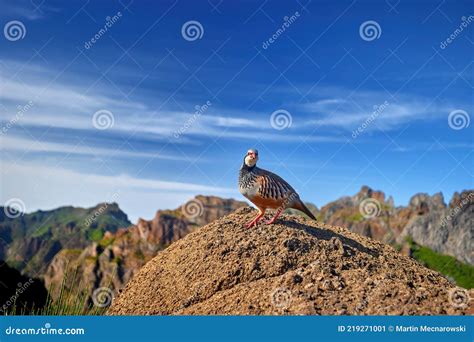 Wildlife In Madeira