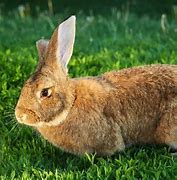 Image result for Pet Baby Bunny Rabbits