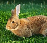 Image result for My Pet Rabbit