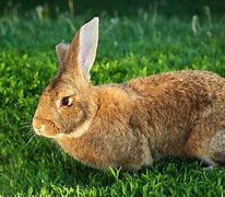 Image result for House Rabbit Breeds