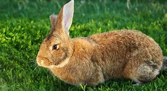 Image result for 5 Breeds of Rabbits