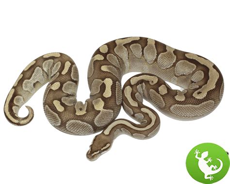 Image result for Lesser Ball Python