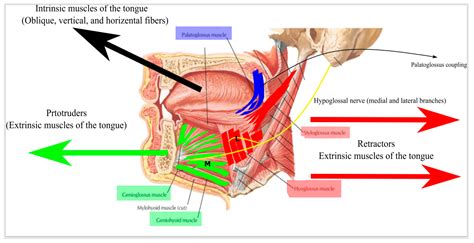 The Hypoglossal Nerve Stimulation as a Novel Therapy for Treating Obstructive Sleep Apnea—A ...