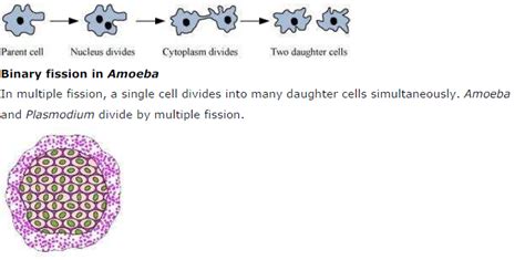 How do Organisms Reproduce ncert solution class 10 Science