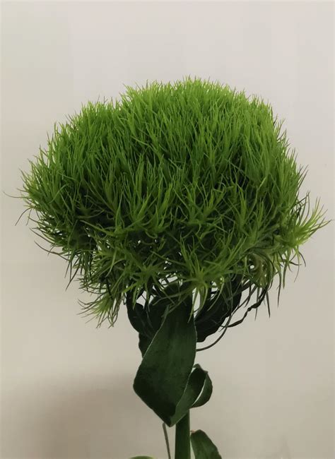 Dianthus Green Ball - Dianthus - Flowers and Fillers - Flowers by ...