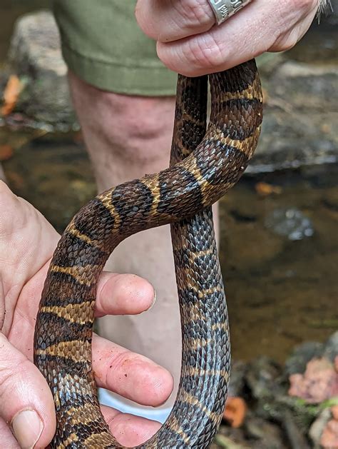 Banded water snake [Western NC Piedmont] : r/whatsthissnake