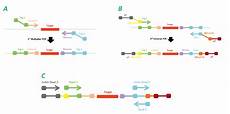 illumina ngs sequencing eligene 174 kits for next generation sequencing illumina ngs sequencing eligene 174 kits for next generation sequencing