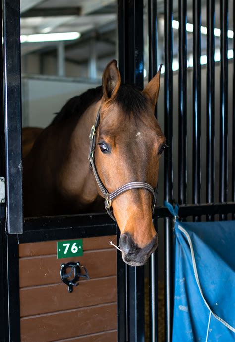 Image result for Tryon Equestrian Center