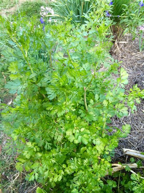 10 Reasons Why Cilantro Is Good For You - Our Permaculture Life
