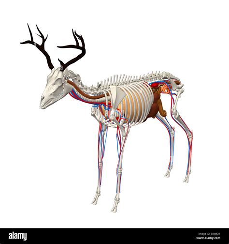 Deer Anatomy Vitals