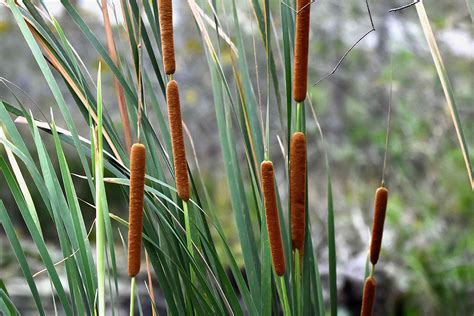Cattail Plant
