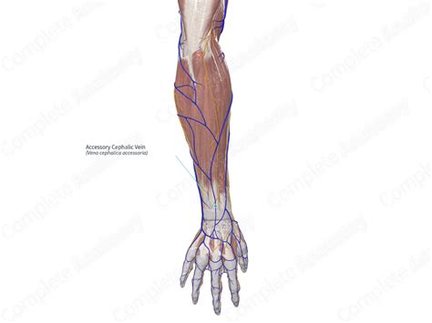 Accessory Cephalic Vein | Complete Anatomy