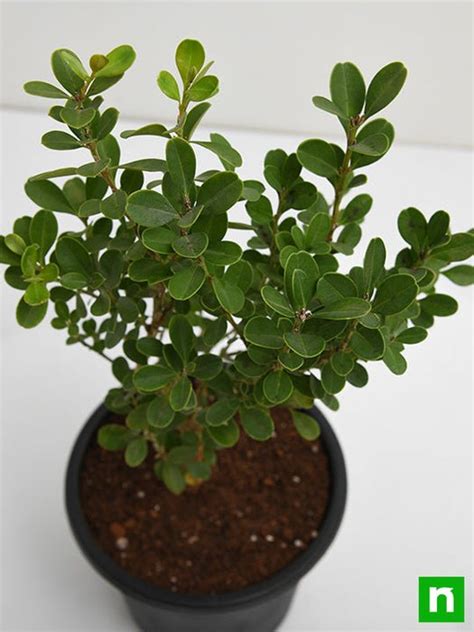 Buy Buxus Microphylla Japonica - Plant online from Nurserylive at ...