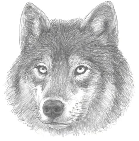 Image result for Easy Drawings of Wolves